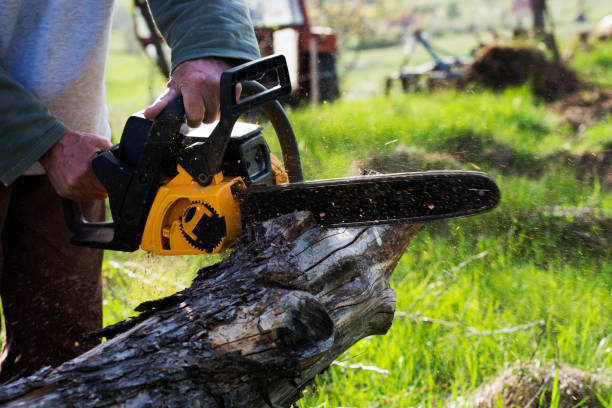 How Our Tree Care Process Works  in  Hasbrouck Heights, NJ